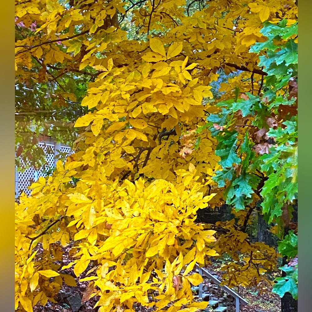 🍁It’s Fall!🍁